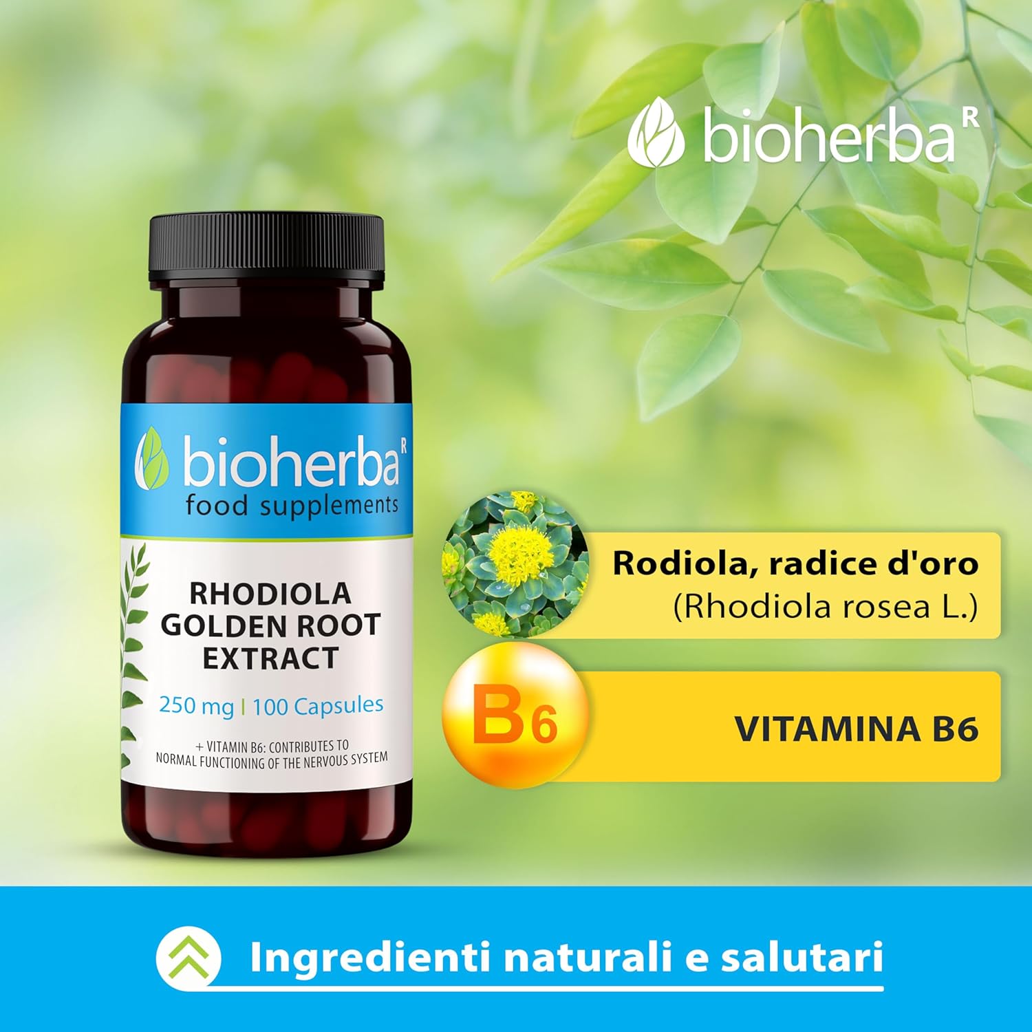 Bioherba Rhodiola Rosea With Vitamin B6 Stress Relief Mental Nervous 100 Caps - Galeri