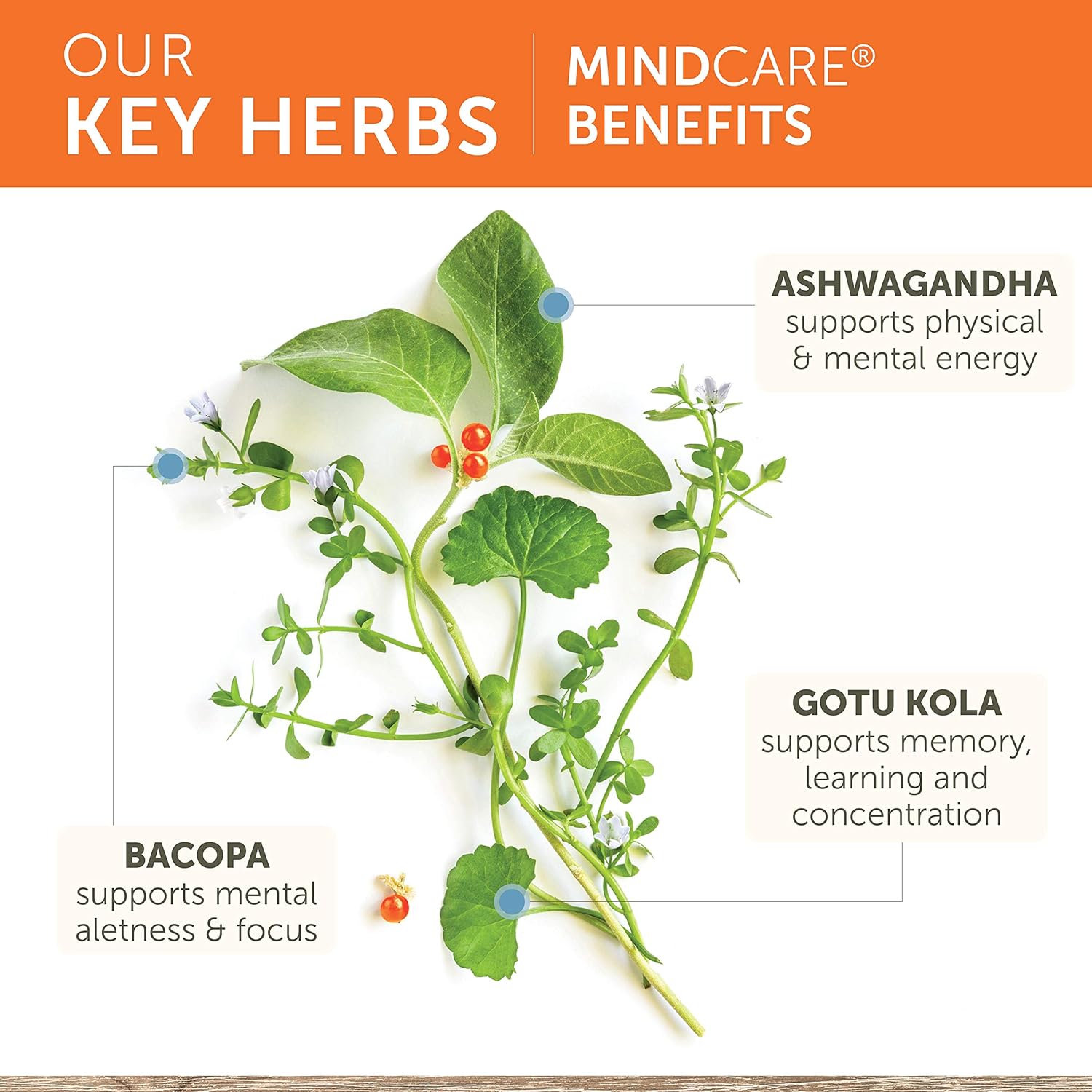 Himalaya MindCare Nootropic Herbal Brain for Memory and Focus Bacopa Ashwagandha 60 Caps - Galeri
